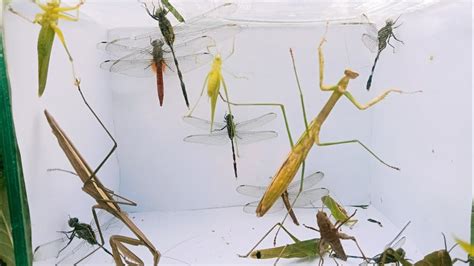 You Have To See How Beautiful These Insects Are Grasshoppers Dragonflies And Others Praying