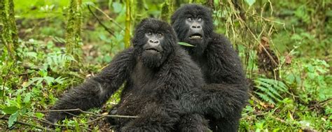 Best Gorilla Trekking Tours In Uganda Rwanda Congo Africa