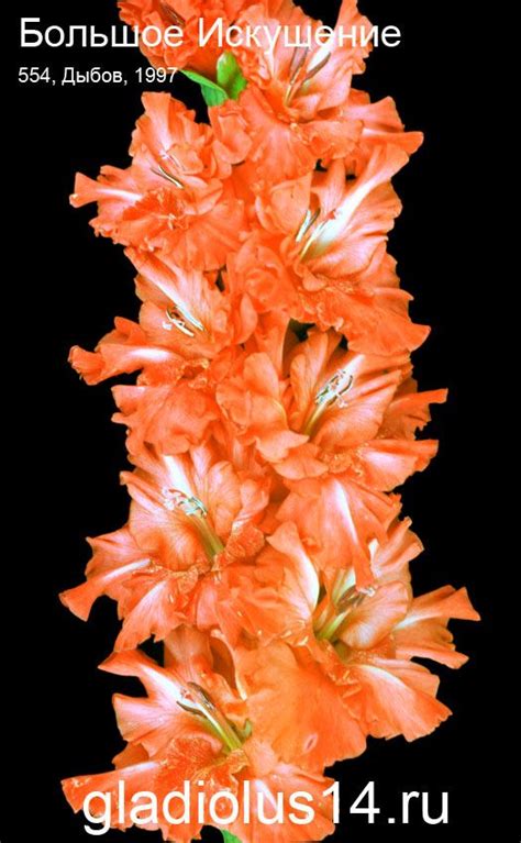сорт Большое Искушение | Gladiolus, Gladiolus flower, Beautiful flowers