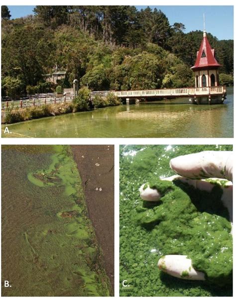 (A) A non-toxic bloom of Anabaena planktonic observed in lower Karori... | Download Scientific ...