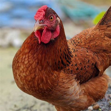 Cinnamon Queen Chicken Breed Info Where To Buy Chicken And Chicks Info