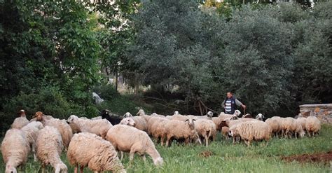 Shepherd with Herd of Sheep · Free Stock Photo