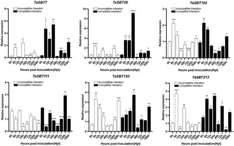 Plants Free Full Text Genome Wide Identification Phylogeny And