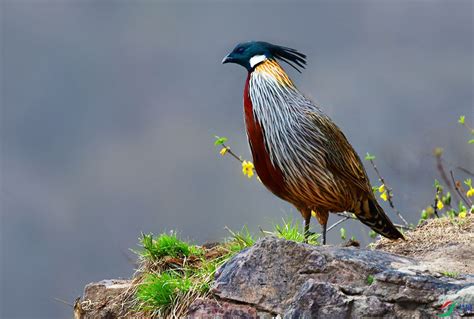 发现生物多样性之美 ——关注旗舰物种保护，推进美丽中国建设湖南中环监在线