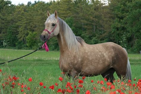 Chocolate Dapple Palomino 85 Arabian Mare Ushana Gold Blue Eye