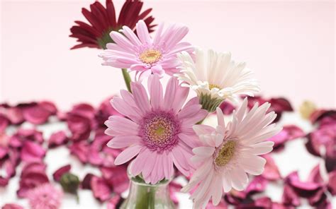 White And Pink Flower Wallpapers Iphone Flower Wallpaper