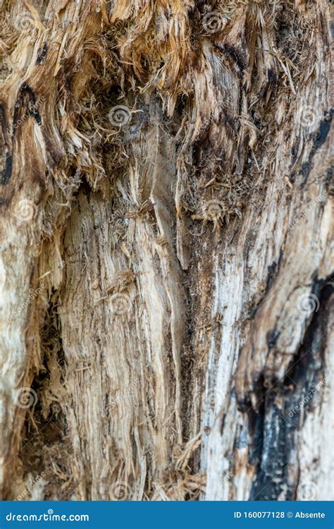 Closeup Of The Trunk Of A Rough Tree Stock Photo Image Of Detail