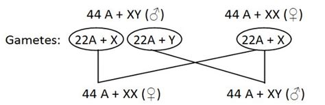 Principles Of Inheritance And Variation Notes Class Part Sex Determination