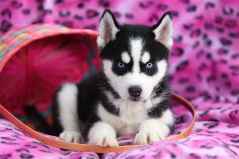 Na Psim Tropie Psy Rasy Husky Cani Animali Cuccioli