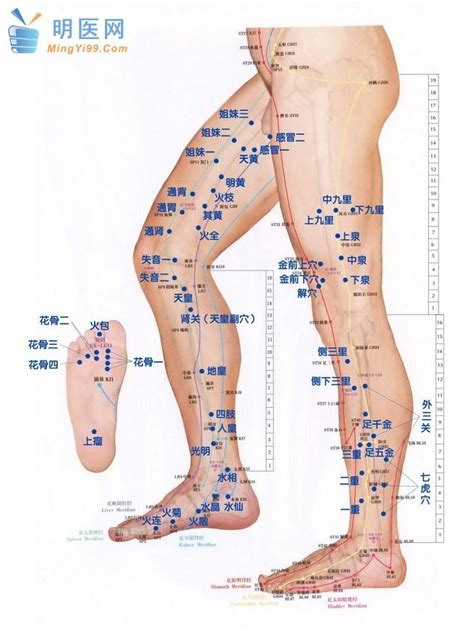 Calf Acupressure Points Leg Chart