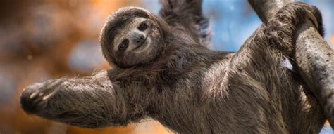 Sloth Fur Is Crawling With Life-Forms That Could Help Us Fight ...