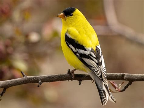 Goldfinches – Plant It, and They Will Come