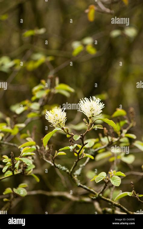 American Witch Hazel Hi Res Stock Photography And Images Alamy