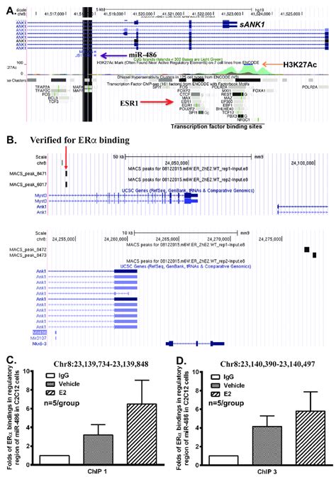 Estrogen Receptor α Erα Binds Directly To Regulatory Regions Close To