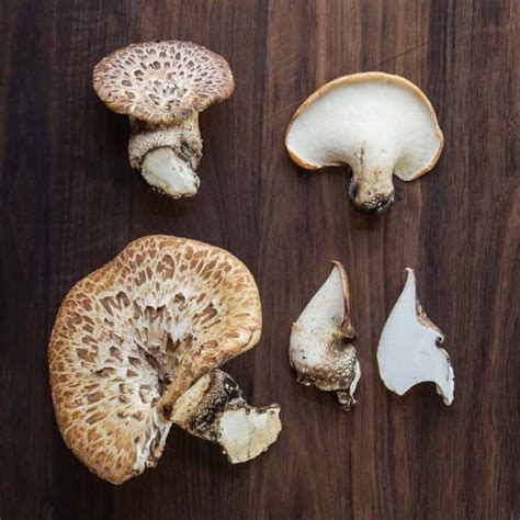 Dryad's Saddle or Pheasant Back Mushroom - Forager | Chef