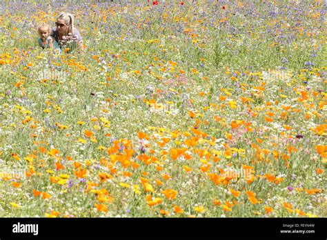 Preston Park Wildblumenwiese Fotos Und Bildmaterial In Hoher