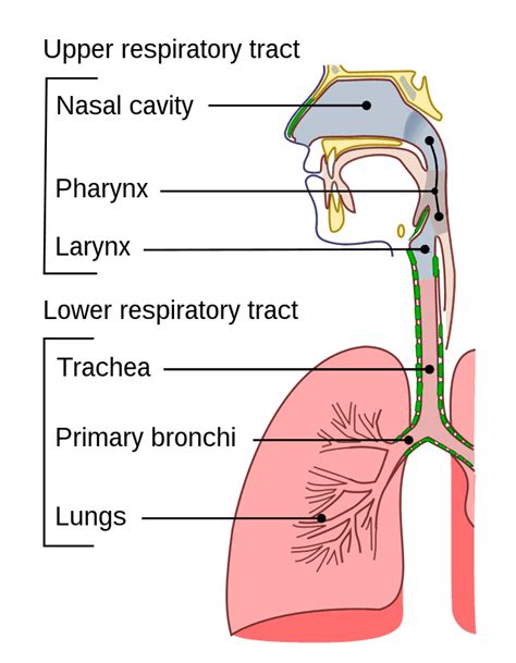 Respiratory tract - Wikiwand