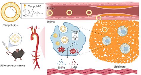 Scheme Schematic Illustration Of Tempol Lips And In Vivo