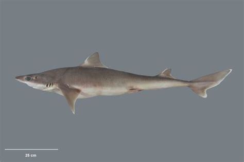 Elasmobranchii - Alchetron, The Free Social Encyclopedia