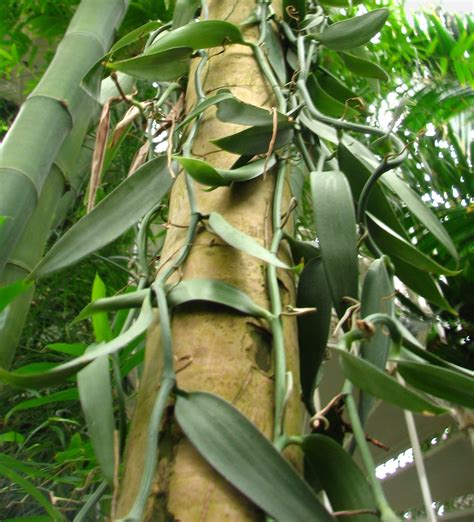 Ficha De Vainilla Vanilla Planifolia