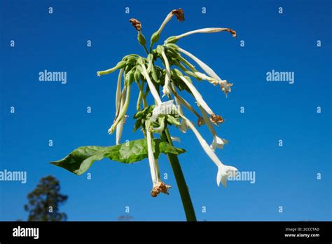 Tabacum High Resolution Stock Photography And Images Alamy