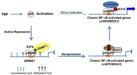 Figure 8 Phosphorylation Of Rela P65 Promotes Dnmt 1 Recruitment To