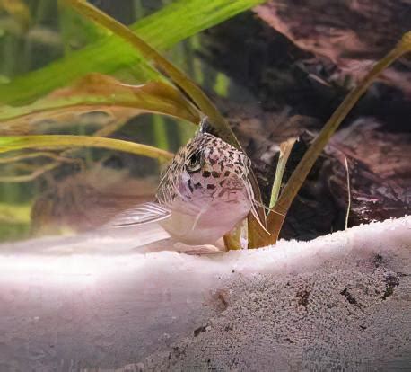 Ornate Corydoras Ornatus Cm Catfish Sims Tropical Fish Tropical