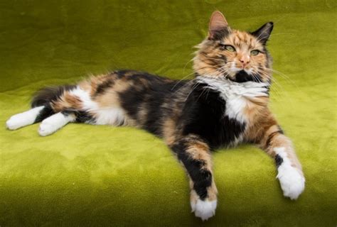 Calico Cats - Everything You Wanted To Know | Cat-World