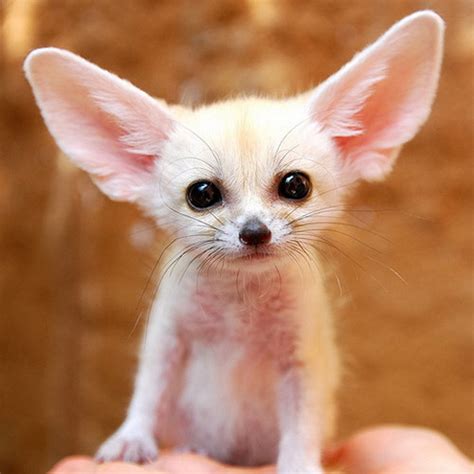 Cutest Baby Puppiesandfennec Fox Adorable Dogs Photo 13663628