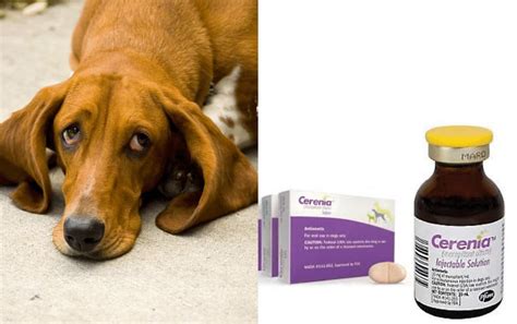 Cerenia for Dogs Guide: Dosage by Weight! (2024) - We Love Doodles