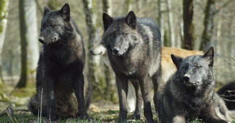 Wolf Packs Suffer When Humans Kill Their Leaders A Study Shows How