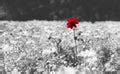 white flower  black background  stock photo public domain pictures