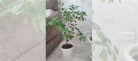 Фикус купить в Ангарске | Товары для дома и дачи | Авито