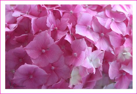 Pink Hydrangea by GeaAusten on DeviantArt