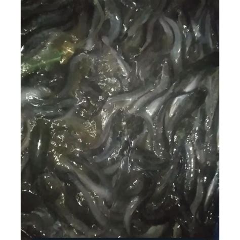 Jual Ikan Lele Segar Hidup Kg Shopee Indonesia