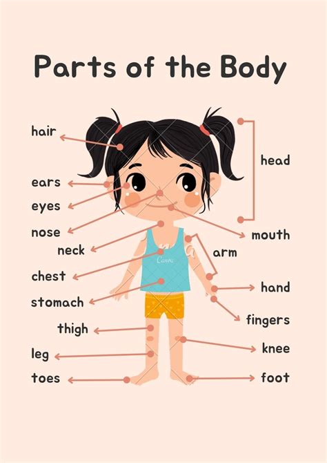 Kids Vocabulary Parts Of The Body Parts Of The Body In English