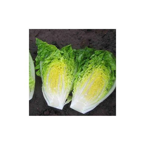 Салат Ромен КСАМЕНА | XAMENA Enza Zaden 5000 насінин