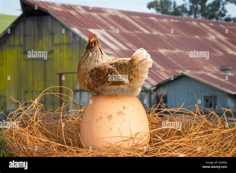 Bruthenne Stockfotos Und Bilder Kaufen Alamy