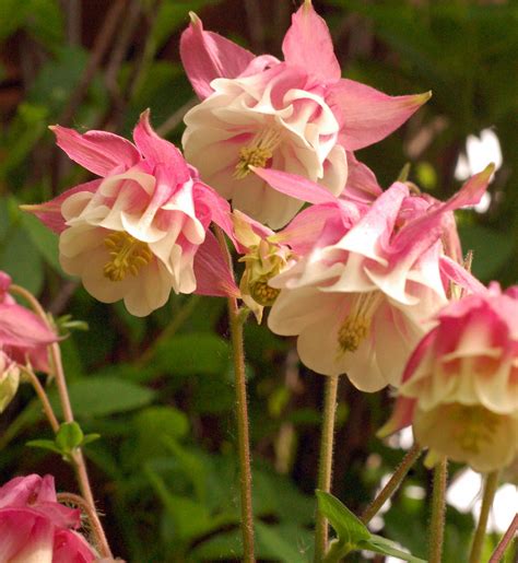 Pink Columbine Flowers Pinterest