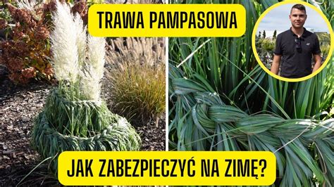 Jak Zabezpieczy Traw Pampasow Na Zim Wi Zanie I Plecenie Warkoczy