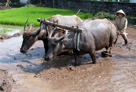 Pengolahan Lahan Padi Sawah Mesin Pertanian Modern