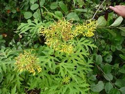 Бузульник Тангусский - Садовые цветы. Многолетники. Декоративные ...