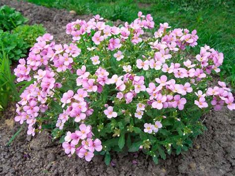 Арабис кавказский (резуха кавказская): выращивание, фото сортов литл ...