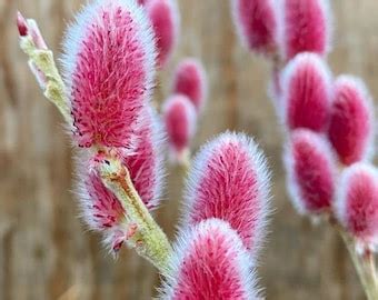 Pussy Willow Cuttings Etsy