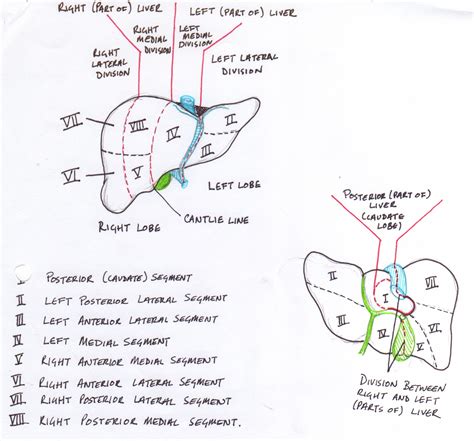 Fundamental information regarding our liver as well as its various ...