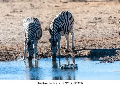 Equus Quaggas Images Stock Photos Vectors Shutterstock