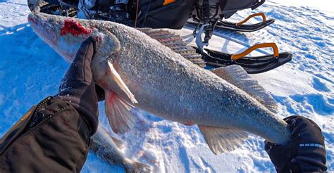 СУДАКИ НЕ ЛЕЗЛИ в лунку! Попали на РАЗДАЧУ ТРОФЕЙНОГО СУДАКА! Зимняя ...