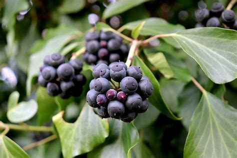ivy bitkiler meyve pixabayde ucretsiz fotograf pixabay