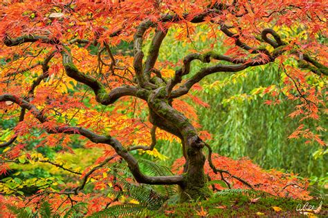 Japanese Garden Photography Wall Art Fine Art Prints By Aaron Reed