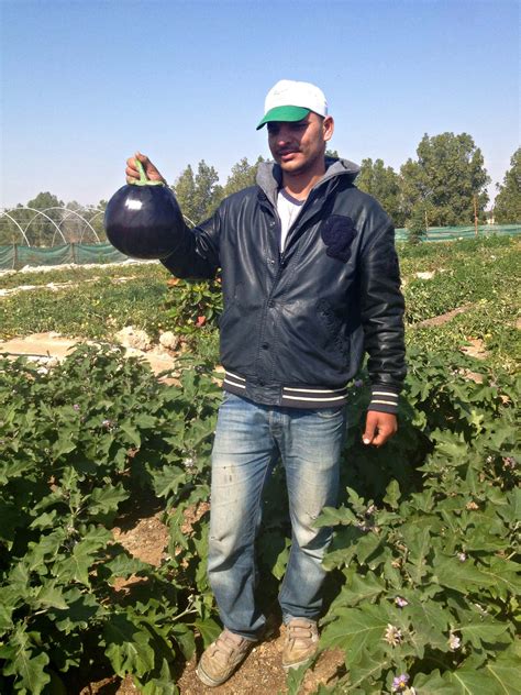 Qatar's only certified organic farm gears up for expansion - Doha News